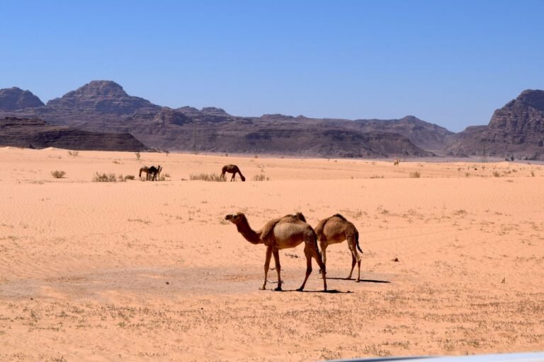 Camels roam the vast Wadi Rum desert under a clear blue sky, showcasing Jordan's natural beauty.