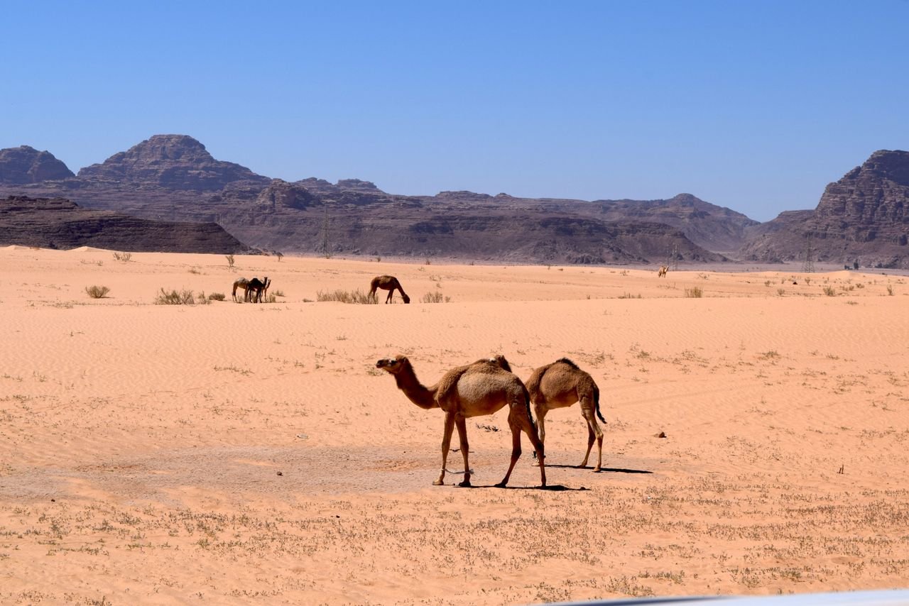 Camels roam the vast Wadi Rum desert under a clear blue sky, showcasing Jordan's natural beauty.